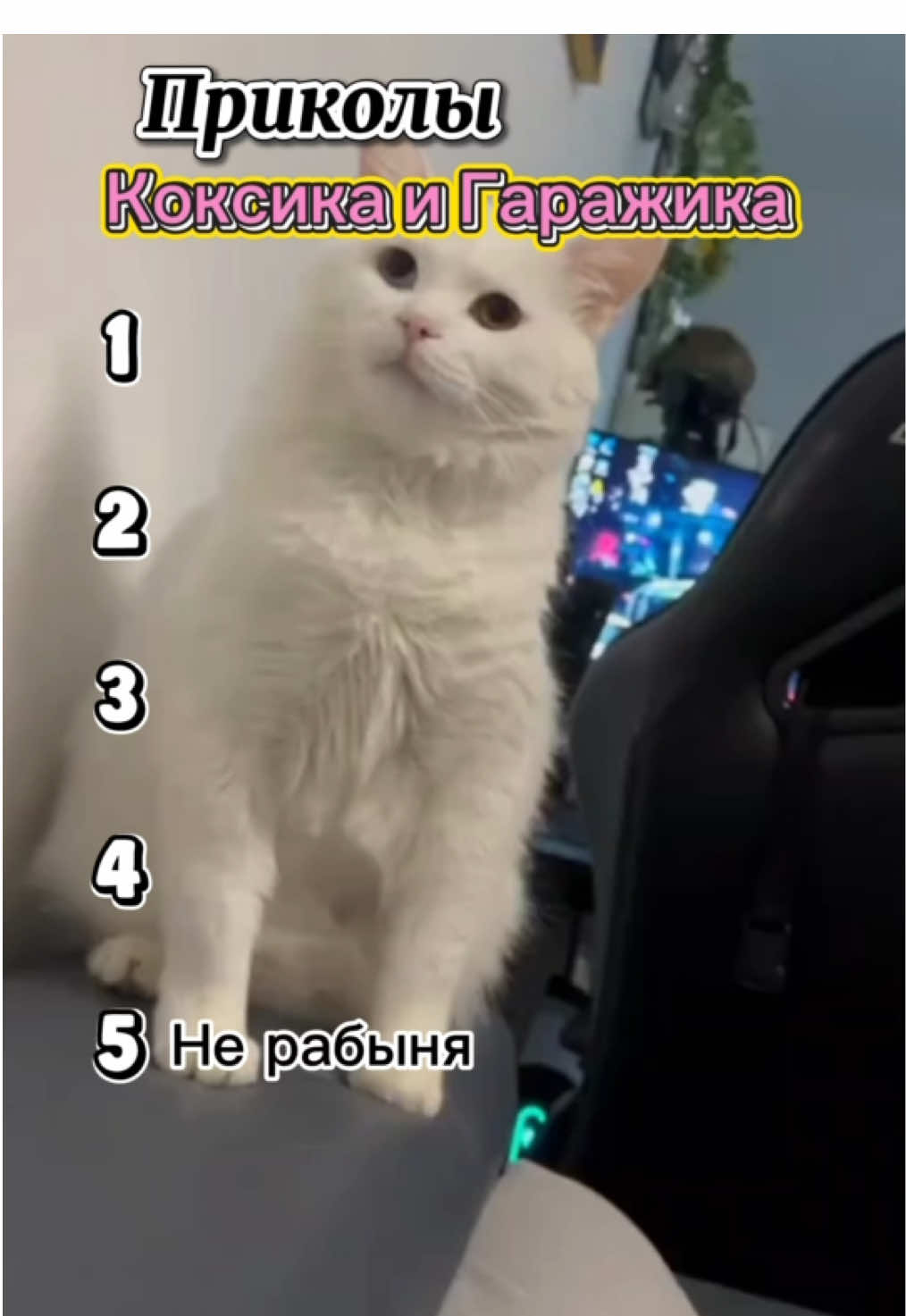 #zubarefff #fannyvideo #fanny #catsoftiktok #cats 