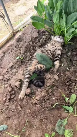 uyuyor sanki #kedi #kediler #kediseverler #yavrukedi #rüya 