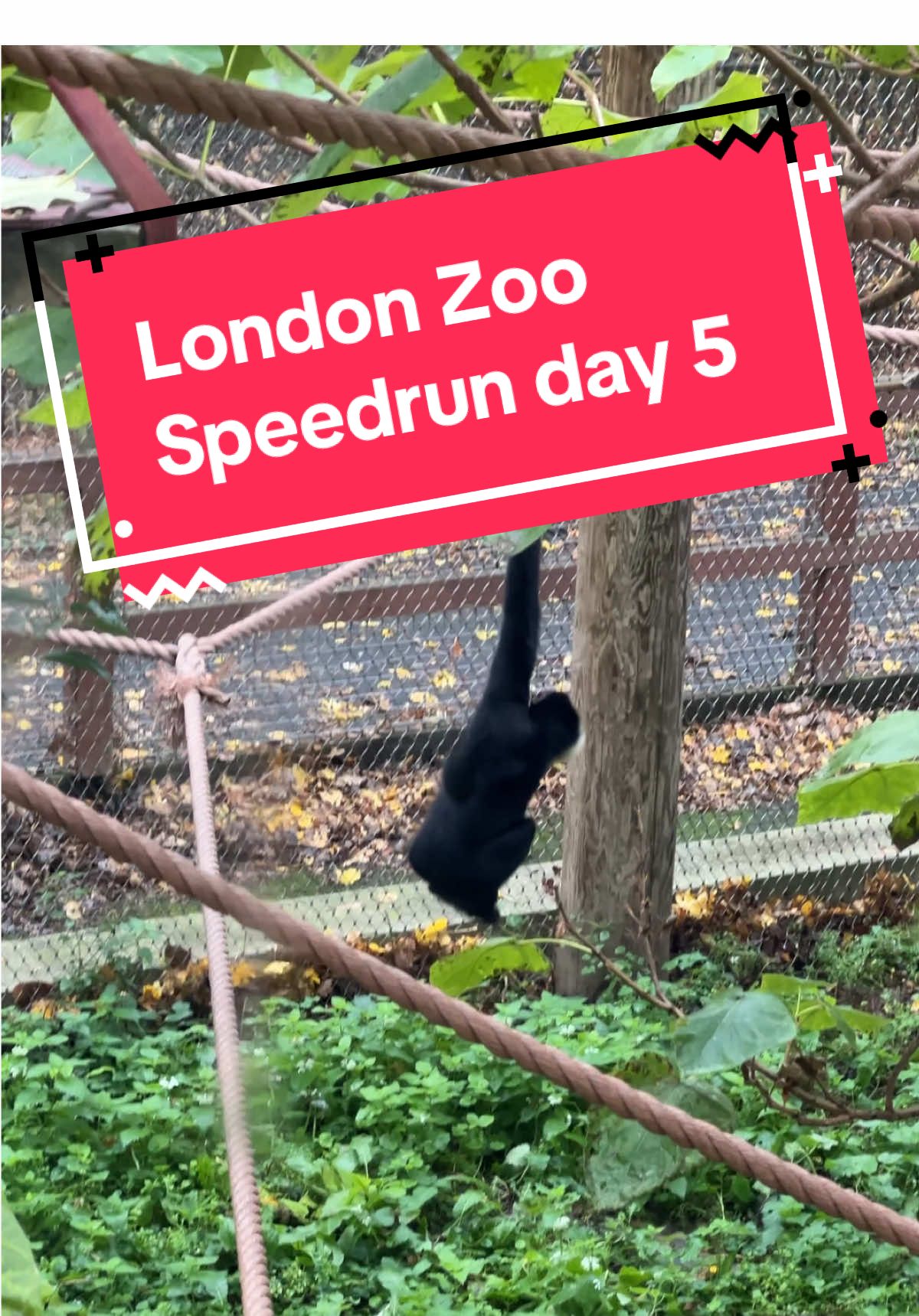London Zoo speedrun day 5 #speedrun #gaming 