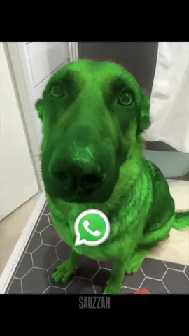 whining dog whatsapp edition #whining #dog #whiningdog 