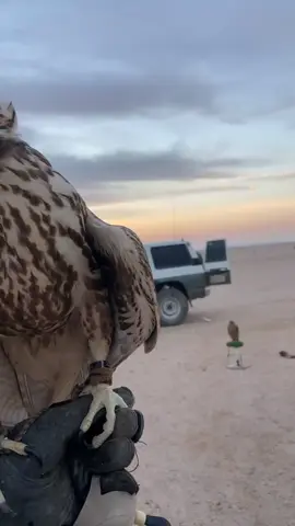 حشار#اكسبلور #السعودية #نوفمبر2025