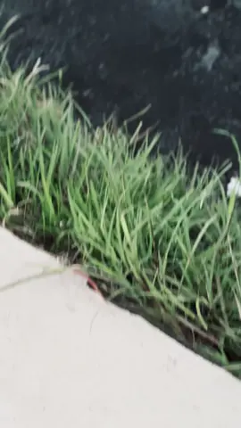 🤙🏻 #beatkarbu #beatkarbumodifikasi #kvygank #kvygank🤙 