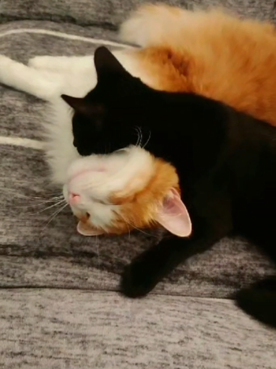 Mes deux boules de poils d'amour 🥰❤️❤️ #blackcat #orangecat #cutecat #catlover #cat 