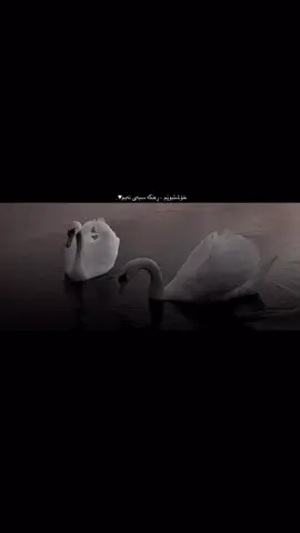 چی ئەگەر ڕۆژێک چاوەکانت کردەوەو من نەمابم🖤!؟ #foryou #foryoupage #l4uu4 #song #inshot 