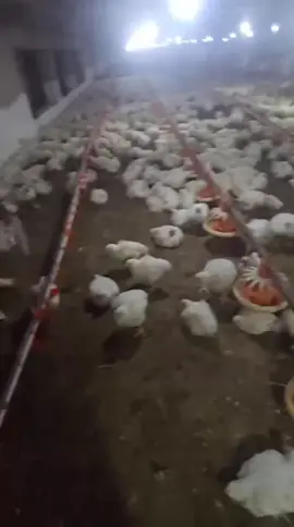 @itxbhatti429 @ABDUL DX @Abdullah_007 @Zahid iqbal Bhatti @Waqas Bhatti Adv @chzaka.3006215696 