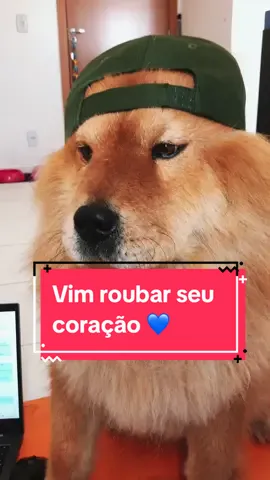 Estou aqui pronto pra roubar seu coração 🥰❤️ #chowchow #foryou #amor #PetsOfTikTok #pets