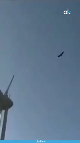 👉 Un buitre leonardo muere tras ser golpeado por la hélice de un molino eólico. #buitre #viral