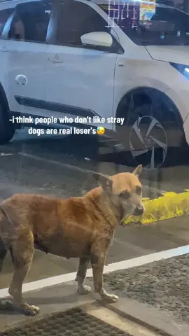 #straydog#makeitvirаl #fyppppppppppppppppppppppp 