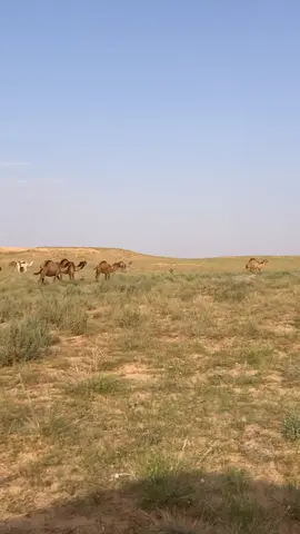 مرباع شواشات من الارشيف