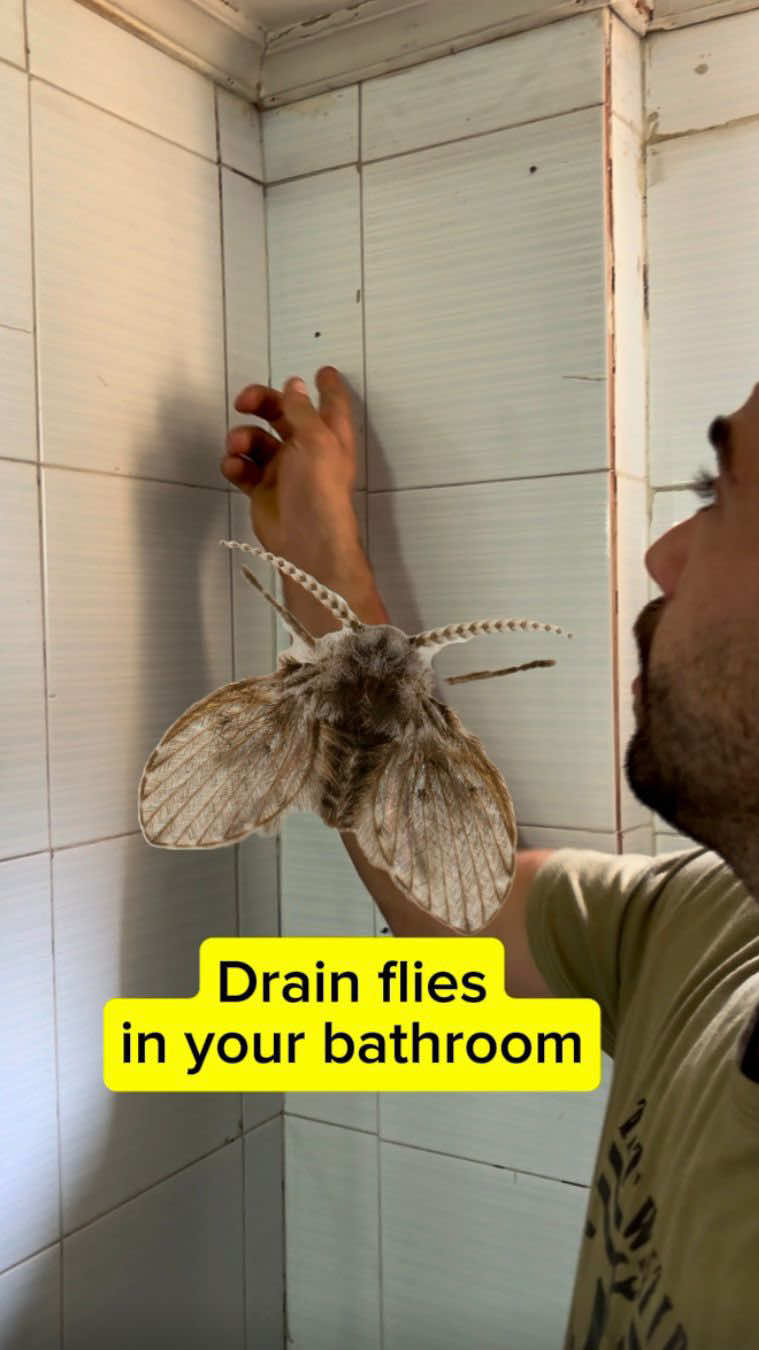 Drain flies are commonly seen in bathrooms and that’s due to the open drains at your houses..  🔧 Here’s how to get rid of them once and for all! 💪🏼  #plumber #lebaneseplumber #drainfly #plumberwork