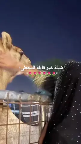 شيلة غير قابلة للتخطي#تصميم فيديوهات#مجرد ذوق 🤏🏻 .  .  .  .  الايكاتكم 🥺🫣