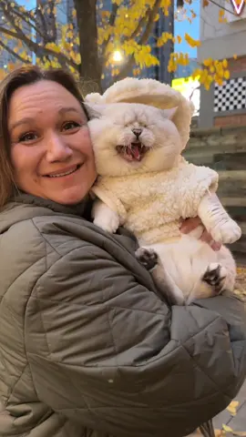 When your cat is a baby! 🙀 . . #cat #grumpycat #meow #hingrycat