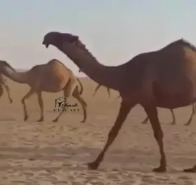 #المصلاح_الشعلا_الشناح_ماشاءالله_تبارك_الله 