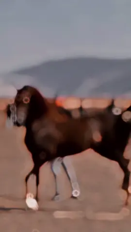 #صهيل_الخيل #خيل_عربي #اصيلة #خيل_وخياله🐎 #اكسبلورexplore 