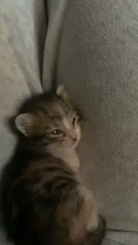 nereye daldın kedicik #kedi #kediseverler #kediler #yavrukedi #overthink 