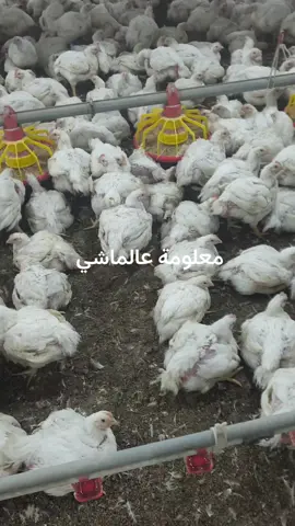 #مايكوبلازما #ايكولاي #جمبورو #نيوكاسل #اي_بي  تابعو الفديو المثبت 
