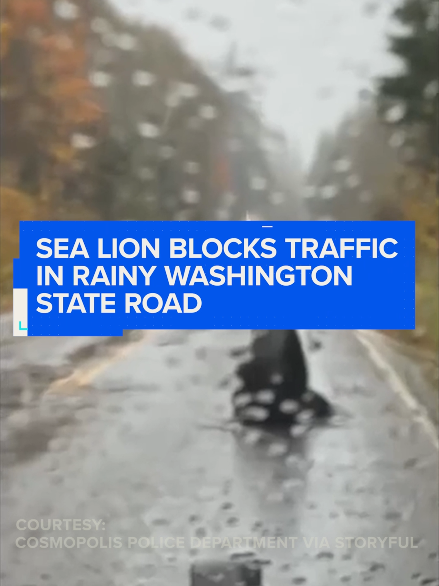 Watch video: A large sea lion blocked traffic on a Washington state road during a heavy rain pour.