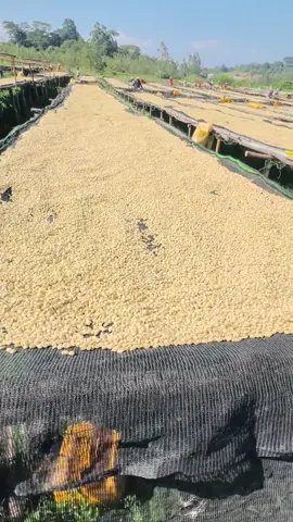 Kilole coffee #ethiopian_tik_tok🇪🇹🇪🇹🇪🇹🇪🇹 #coffeetiktok 