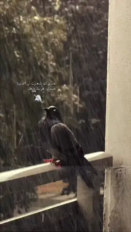 #سندك_هو_الله #اعتذر_لنفسي #هدوء #التخطي 