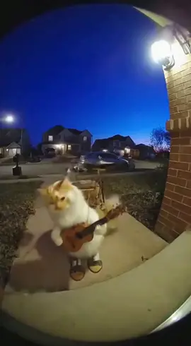 talented  #cat #catsoftiktok #ai 