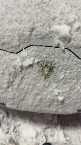 #caredit #lamborghini #cars 