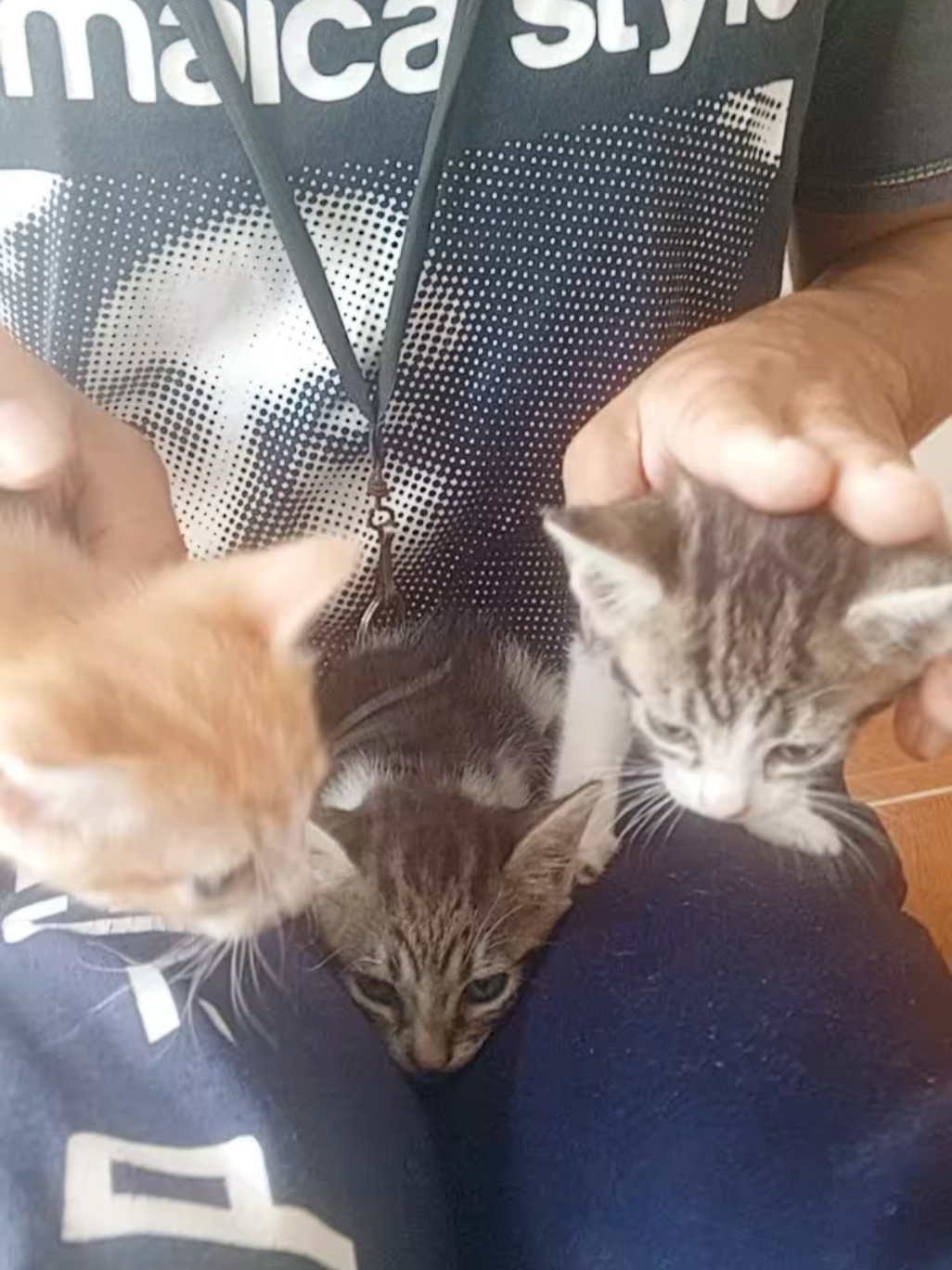 otros gatos ahí rescatados #foryou #paratii #fyp #fypシ゚ #paratiiiiiiiiiiiiiiiiiiiiiiiiiiiiiii 