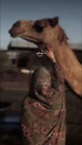 #ميحد_حمد #ميحد #هجن #ميحد_حمد_الفنان_الاماراتي_الاول #تصميم_فيديوهات🎶🎤🎬 