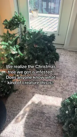 Maybe some kind of Christmas elf or something 🫢 #catdad #blackcat #cattok 