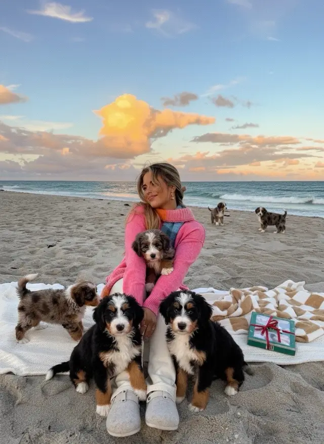 Manifesting this into my life as I already have Murphy, my mini bernedoodle son and he’s missing his siblings haha. 