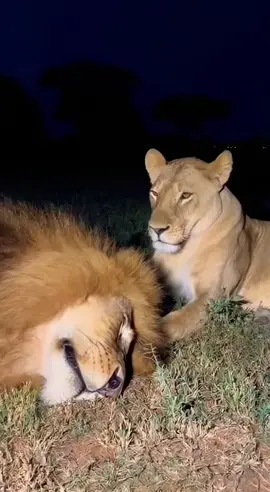 بطل الشخير ،🤣🤣🤦 #ضحك_من_قلبك_مع_صادق_العودي🤣 #تعليق_صادق_العودي #الشعب_الصيني_ماله_حل😂😂 