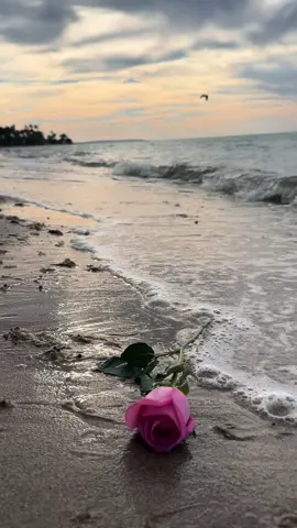 من ينشُر البهجه يزداد بهجه ومن يرسل السلام والمحبة يزداد بها وكل دعاء تدعوه لك مثله كل شيء تقدمه يعود إليك 🕊️