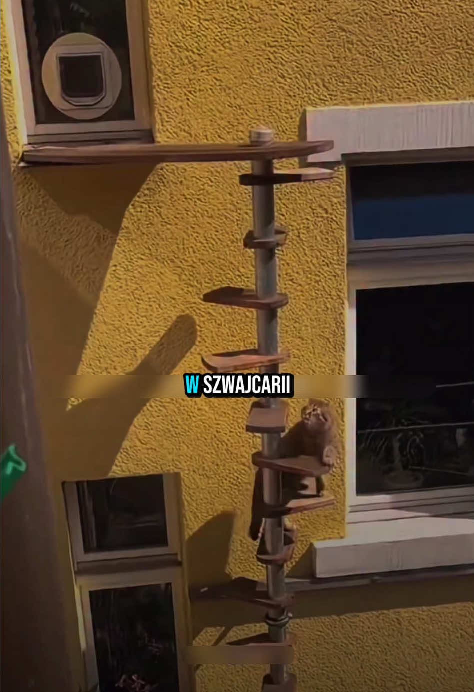 W Szwajcarii nawet koty mają swoje… schody! 🐱🇨🇭 To kraj, gdzie zwierzęta naprawdę żyją w wolności — dzięki „kocim schodom”, które prowadzą prosto z okna na świat. 🌍💫 Tu troska o naturę i miłość do zwierząt to coś więcej niż moda — to styl życia. ❤️ #koty #zwierzęta #szwajcaria #natura #miłość #wolność #stylżycia #architektura #ciekawostki #świat