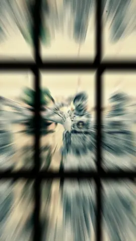 #غير_الجنوب_العربي_ماعندي_وطن #تصميمي #اكسبلور #ترند 