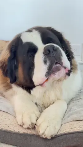 #fyp #foryoupage #foryou #puppytok #saintbernard 