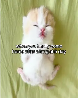 #fypシ #giftok #repost #relatable #pinterest #humor #meme #trending #cats #cat #funny #cute #sleep 