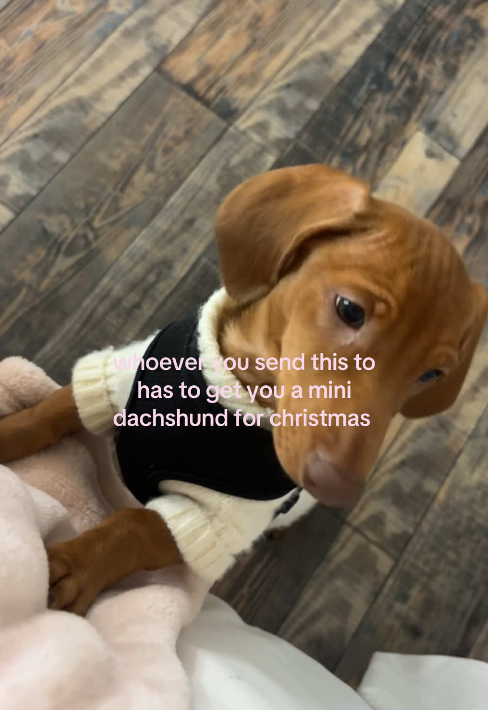 🫶🏼🌲🌷✨ #dachshund #miniaturedachshund #christmas #dogsoftiktok #puppy 