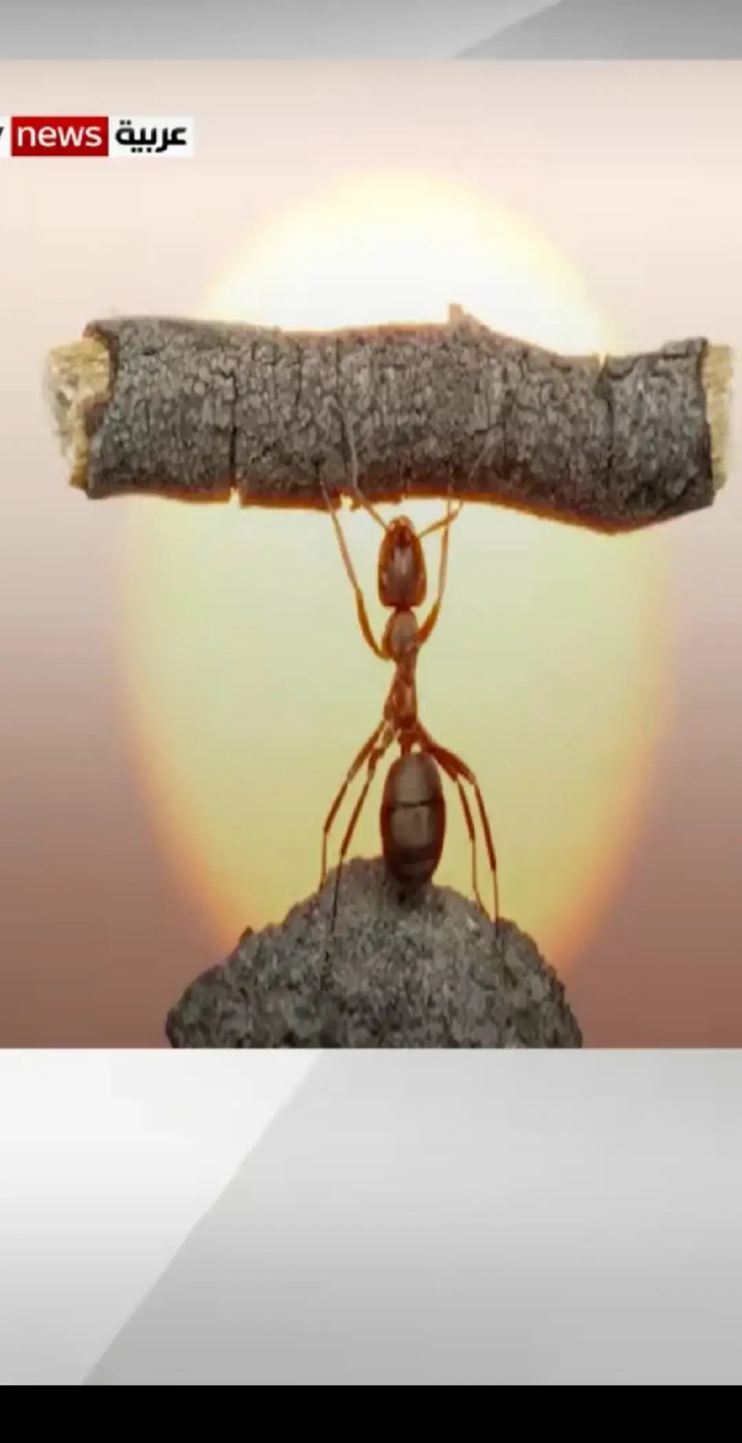 #ناطحات #سحاب #النمل #فيهم #مهندسين  ومفكرون وعلماء