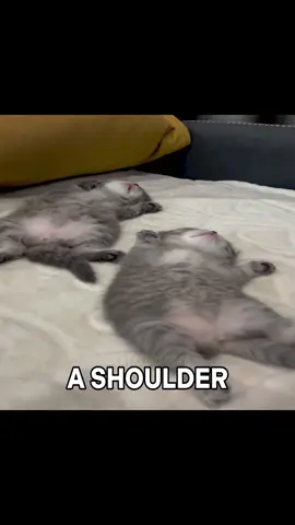 EVERYBODY’S FALLING IN LOVE AND I’M FALLING BEHIND 😿😿😿💔 #laufey #cat #catlover #cattok #catcore 