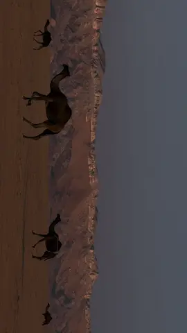 🐪📽️