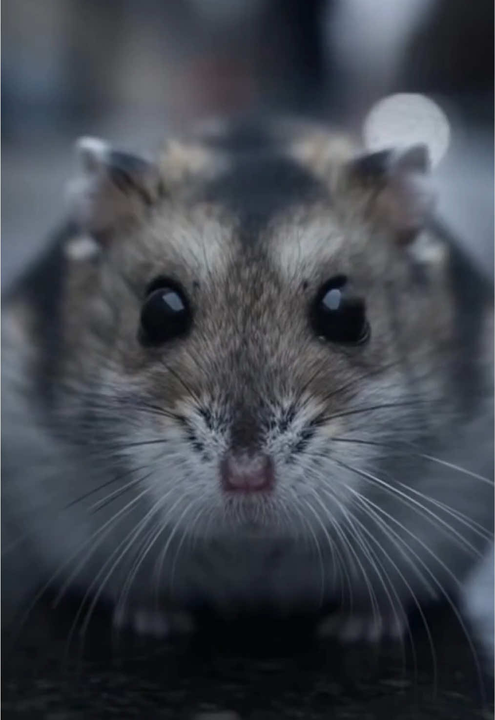 Не будьте равнодушными к хомячкам (и не только) 🥹 #хомяк #хомяк #сора #homkozavriki #милыеживотные 