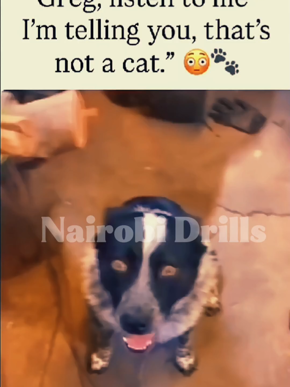 it's not a cat. im telling you. #fyp #trending  #viral #tiktokcomments #trend 