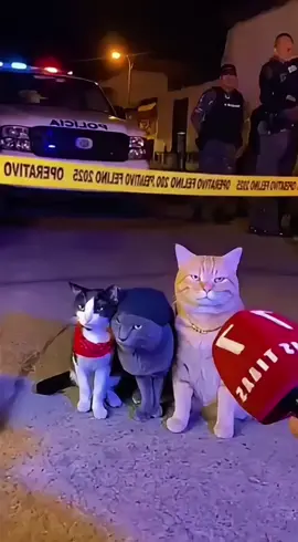 Delincuentes felinos  #EG3XVGHumor 