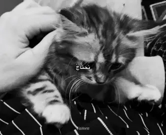 لم يبقَ شيءُ في الحنايا يُجرحُ 🖤,