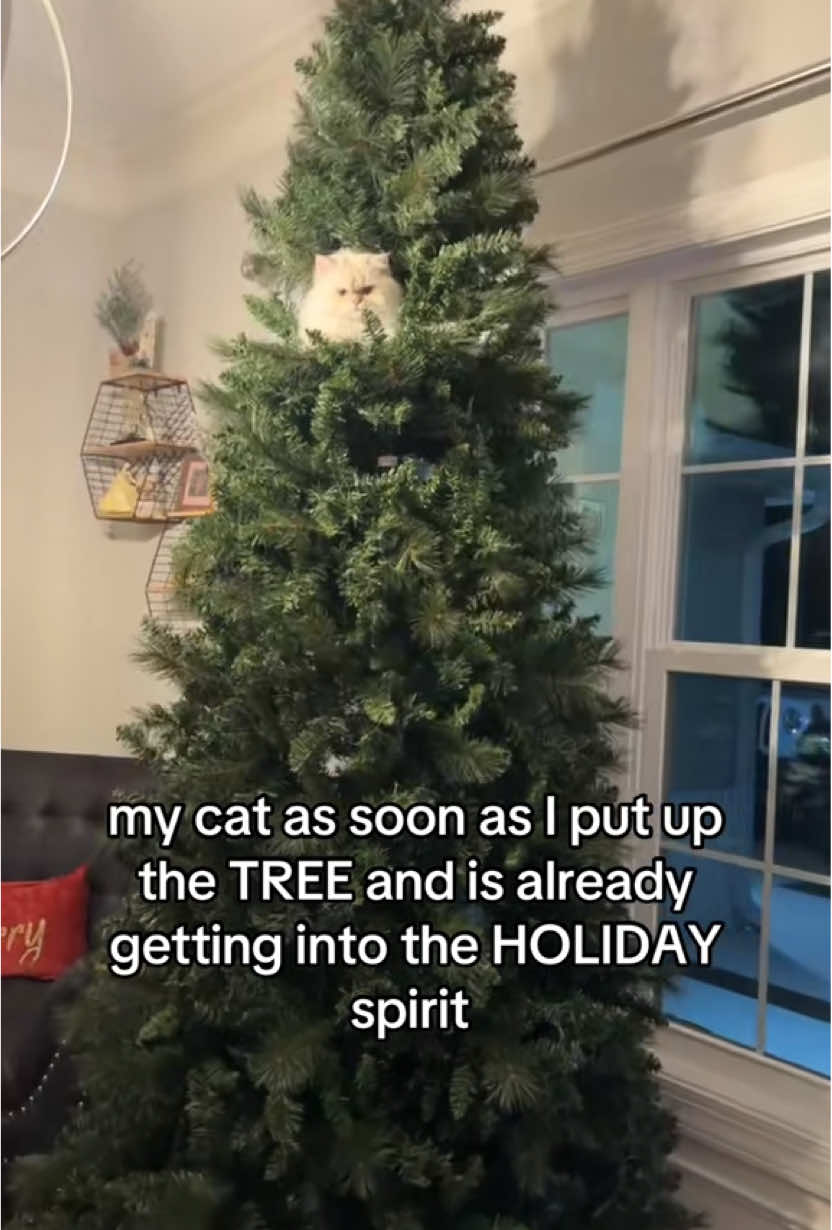 one year since my cat’s biggest video ever  #cat #fyp ##catsoftiktok #christmastree #catchristmas 