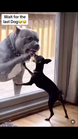 Wait for the last dog😂🤣