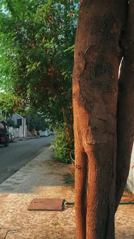 #cinematic #cinema #تصوير #سينمائي 