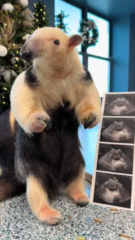 Baby in the tummy, ba-baby in the tummy 😎 We’re thrilled to share that Winnie our southern tamandua is expecting! This baby will be the first tamandua birth at DZCA in over a decade and the first baby for new parents Winnie and Santiago. Stay tuned for updates! 
