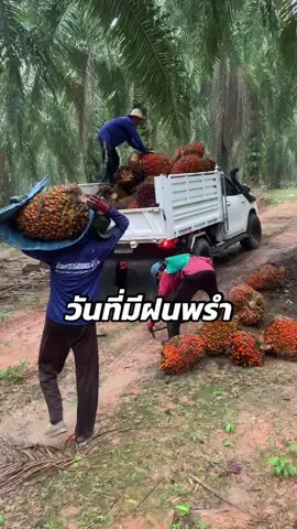 ☔️ฝนตก ทั้งลื่น ทั้งหนัก ทั้งหนาว     #เทรนด์วันนี้ #ปาล์มน้ํามัน #สุราษฎร์ธานี #กระบะบรรทุกหนัก #fyppppppppppppppppppppppp 