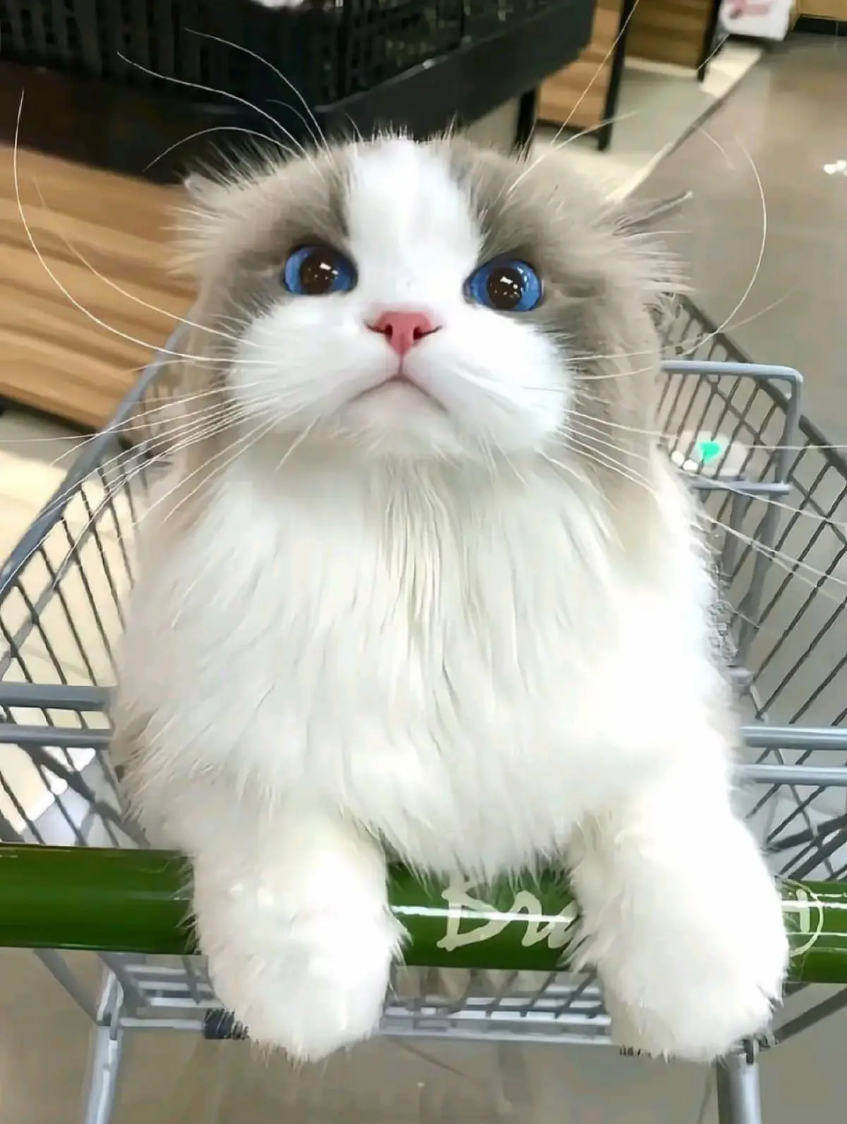 #anime #animeedit #animetiktok 