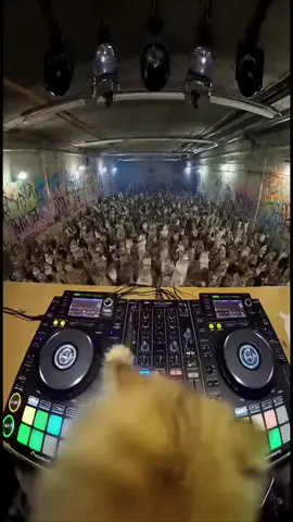 قطط ترقص  #tiktokindia  #fyppppppppppppppppppppppp  #الذكاء_الاصطناعي  #شعب_الصيني_ماله_حل😂😂  #العراق  @انمار دعم الحسابات 